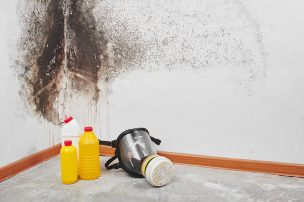 Best Mold Removal Company Near Me  in Juneau, AK