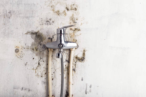 Best Toxic Mold Removal  in Juneau, AK