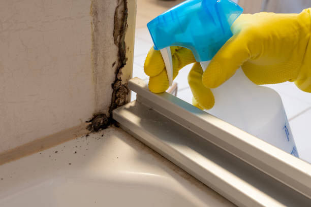 Best Certified Mold Removal  in Juneau, AK