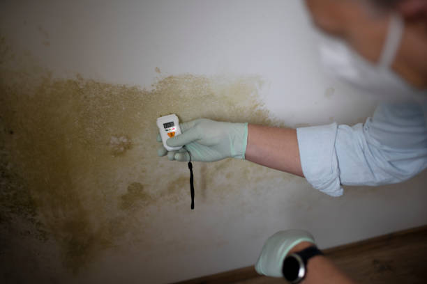 Best Affordable Mold Removal  in Juneau, AK