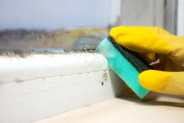 Home Mold Removal in Juneau, AK